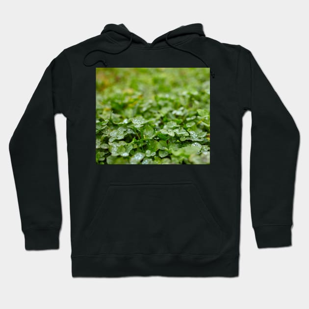 Clover field Hoodie by naturalis